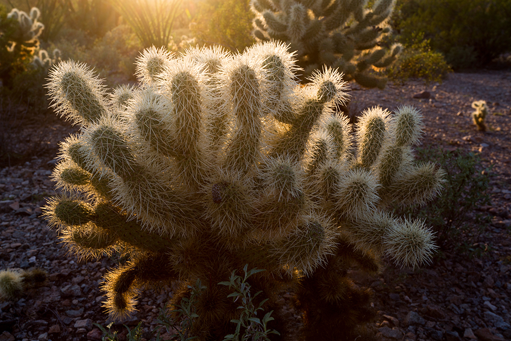 10-19 - 15.jpg - Organ Pipe Cactus National Monument